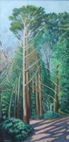 Douglas Fir Near Torc Waterfall