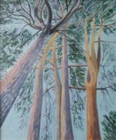 Scotts Pine
