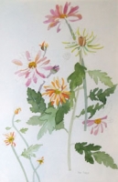 Chrysanthemums