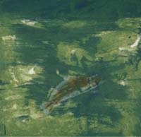 Striper II, Ed. of 75