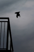The Dive
