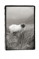 Aires, Connemara