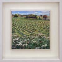 Field at Anglingham