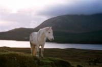 Connemara Pony