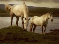 Two Connemara Ponies