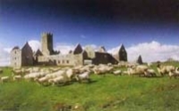 Ross Errilly, Co. Galway
