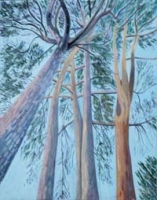 Scotts Pine