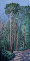 Douglas Fir near Torc Waterfall