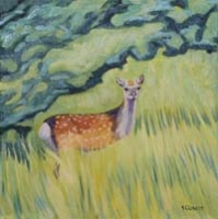 Sika Deer