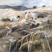  Sheep - Liam O'Broin