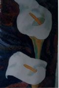 Arum Lilies - Vicki Crowley