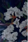 Fragrant Rhododendron - Vicki Crowley