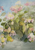 Lace-cap Hydrangeas - Joan Webb