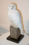 Snowy Owl - John Coll