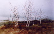 Birches On The Bog - Phyllis Del Vecchio