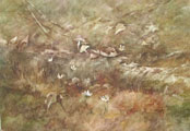 Fallen Branch - Phyllis Del Vecchio