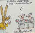 Hare Transplant - Tom Mathews