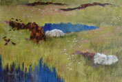 Fields of Bog Cotton - Sara Sue McNeill