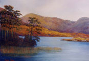 Scots Pine, Derryclare - Kieran Tobin