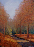 Autumn Hues, Portumna Forest - Kieran Tobin
