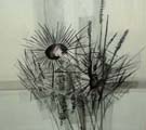 Grasses - Manus Walsh