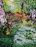 Silver Birch with Carpet of White - Jenny Scully Sharkey