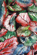 Leaf Colour - Jenny Scully Sharkey
