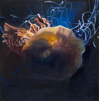 Darkwater Jellyfish in Spotlight