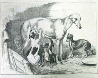 Greyhound and pups