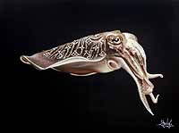 Cuttlefish