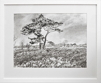 Scots Pine Ballymoneen Road