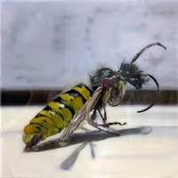 Wasp