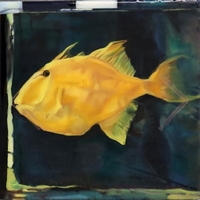 Trigger Fish in Resin (museum specimen, caught off Irish coast)
