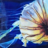 Compass Jellyfish, Sagittal View