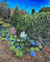Chatham Island Forget-me-nots