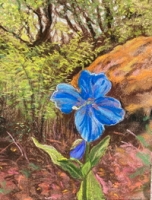 Blue Himalayan Poppy
