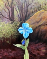 Blue Himalayan Poppy