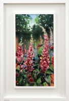 In the Shade Beneath the Crabappe, Foxgloves