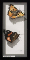 Painted Lady and Red Admiral