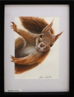 Red Squirrel