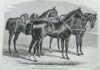 International horse show at Manches
