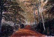 Autumn Carpet - Coole Park - Kieran Tobin