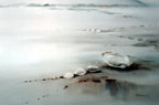 Ocean Pearls - Phyllis Del Vecchio