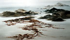 Seaweed - Phyllis Del Vecchio