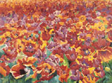 Field of Poppies - Kenneth Webb