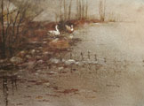 Swans At Dusk - Phyllis Del Vecchio
