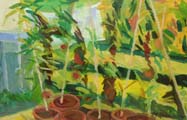 Outdoor Tomato Plants - Hugh McCormick