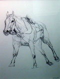 Study For Loose Horse - Susan Webb